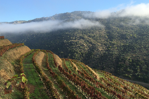 Vinha implantada sobre patamares em solos xistosos